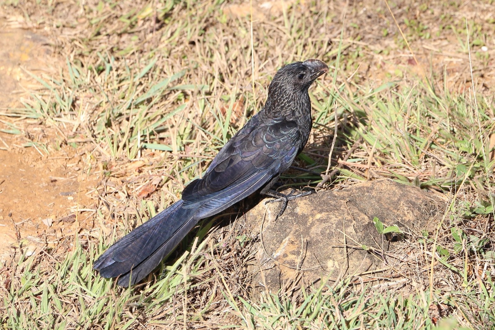 Aves del camino