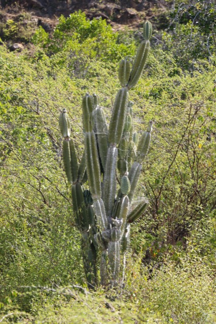 Cactus del bosque seco