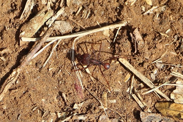 Hormiga arriera