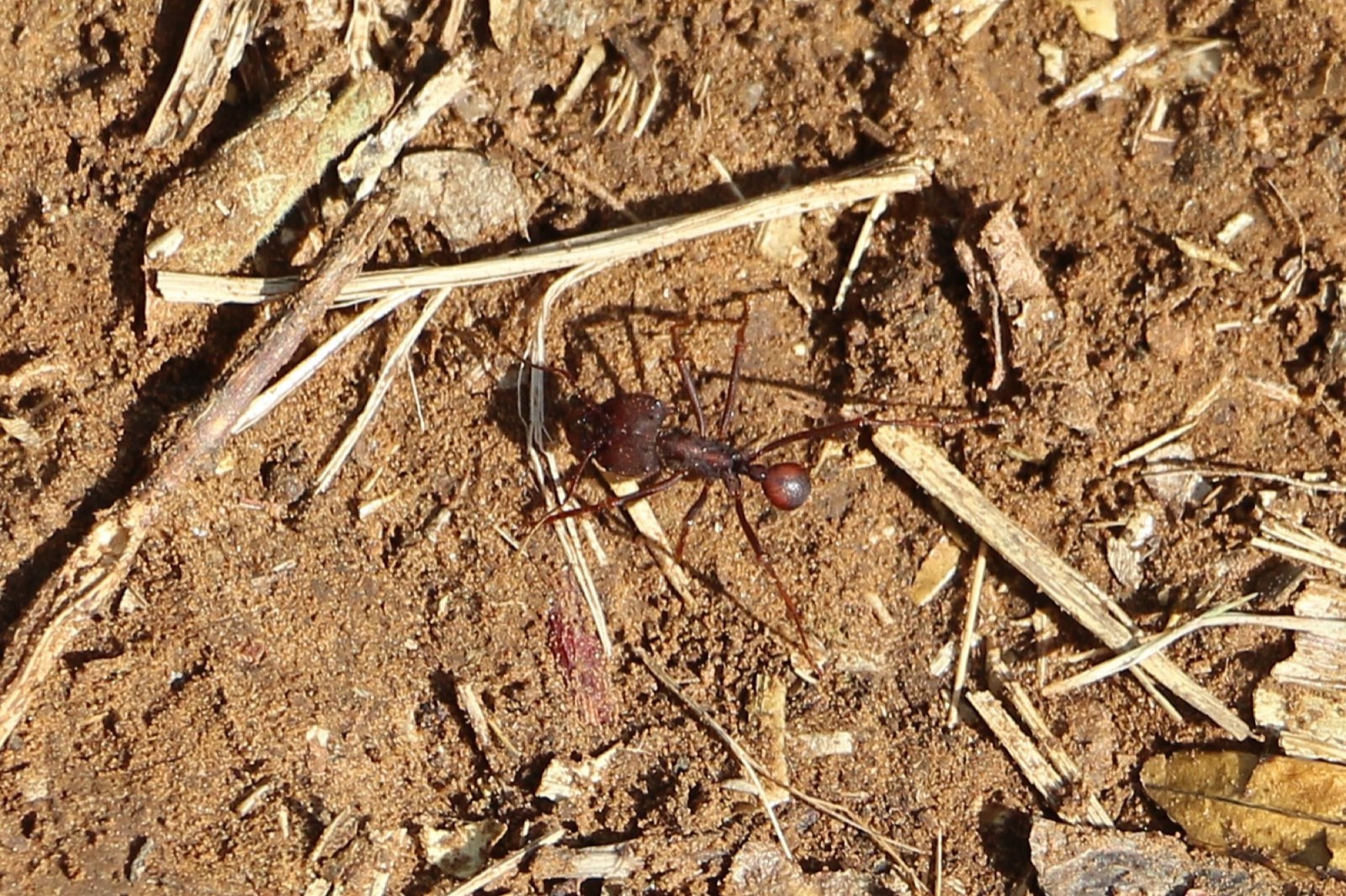 La hormiga culona
